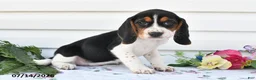 Beagle dogs for sale: Alisa - Ad 3