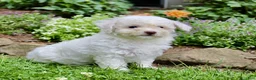 Bichpoo dogs for sale: Loki - Ad 3