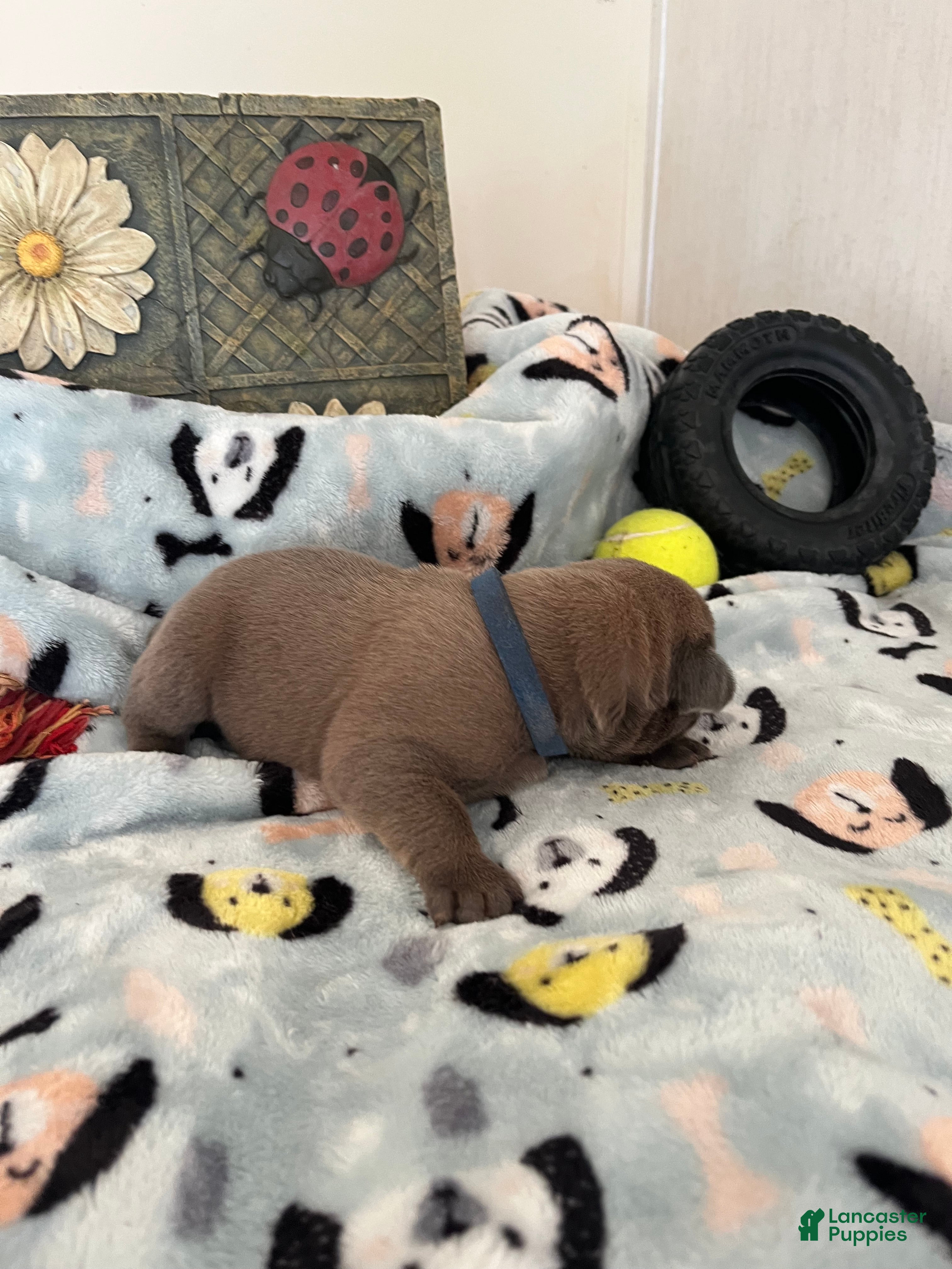 Cane Corso dogs for sale: Orange collar - Ad 26