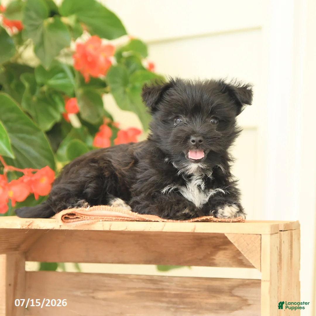 Morkie dogs for sale: Huckleberry - Ad 3