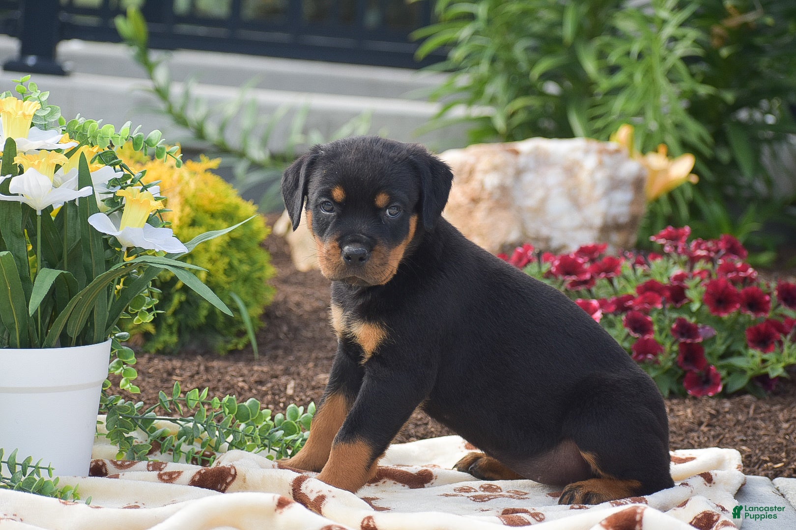 Rottweiler dogs Hannah - Ad 2
