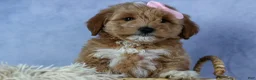 Mini Goldendoodle dogs for sale: 🐾 Meet Nixie – F2B Mini Goldendoodle Puppy 🐾 - Ad 4