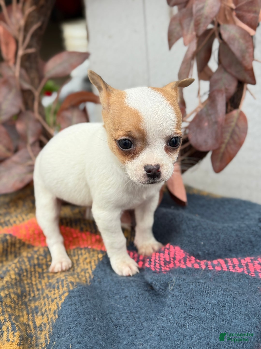 Chihuahua dogs for sale: Beany - Ad 5