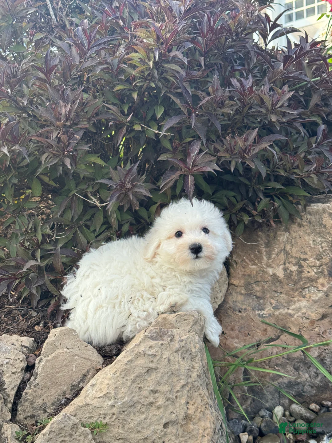 Bichon Frise dogs for sale: Betsy - Ad 5
