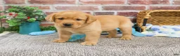 Labrador Retriever dogs for sale: Lucas  - Ad 4