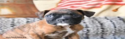 Boxer dogs for sale: Buster - Ad 2