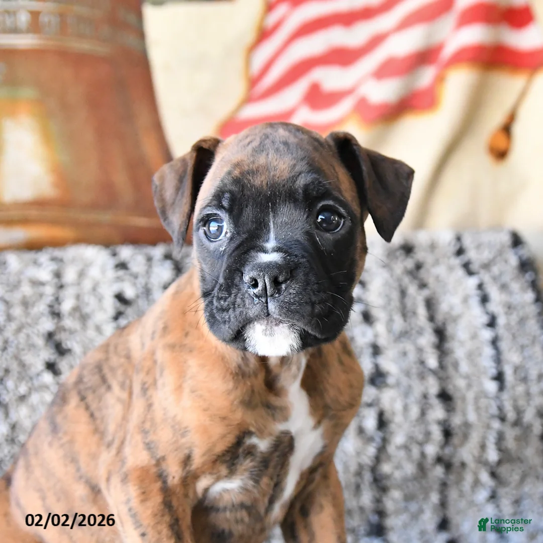 Boxer dogs for sale: Buster - Ad 2