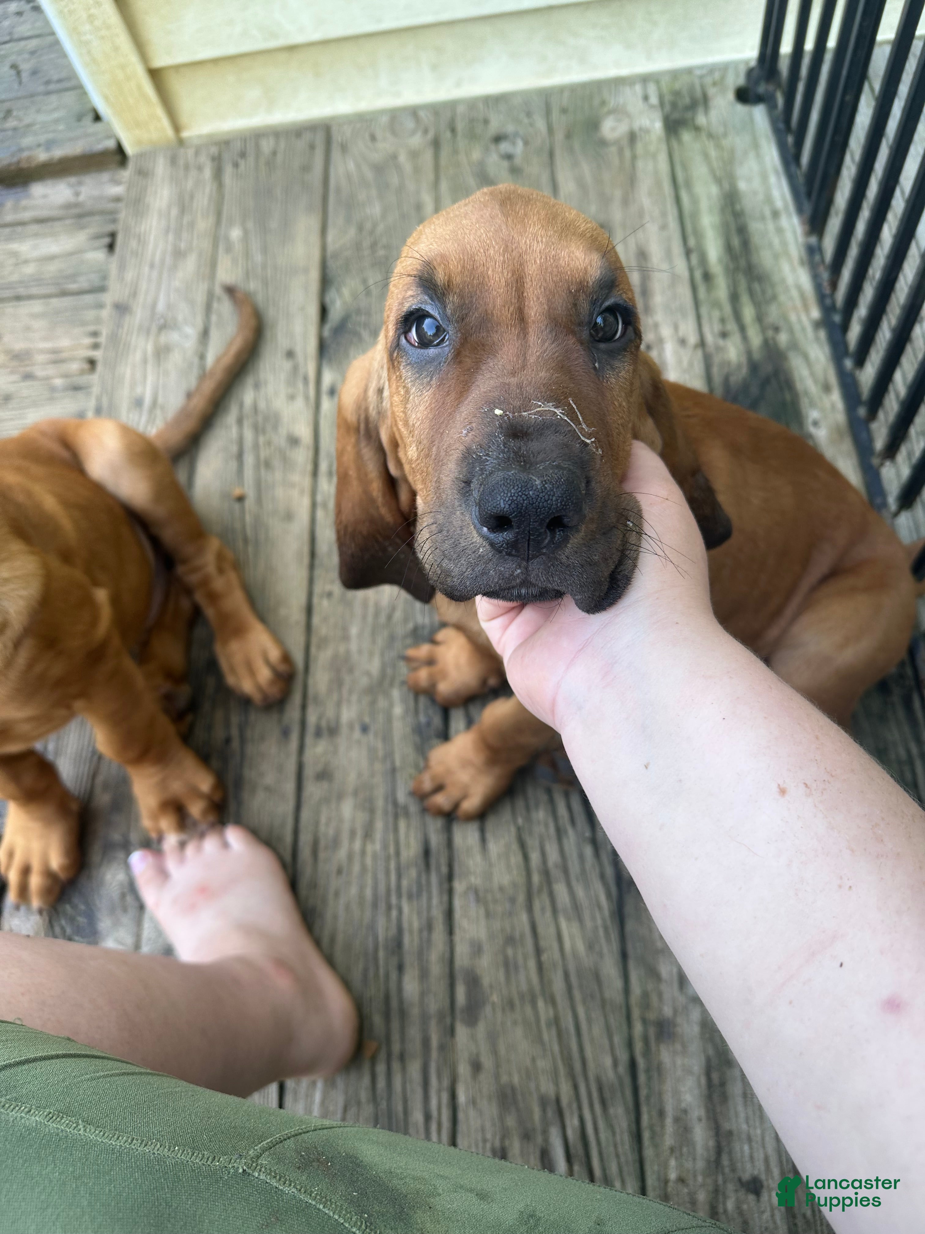 Bloodhound dogs for sale: Bloodhound Puppy 5 - Ad 4