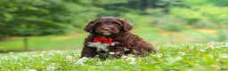 Portuguese Water Dog dogs for sale: Buddy - Ad 5