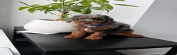 Miniature Poodle dogs for sale: Dylan - Ad 2