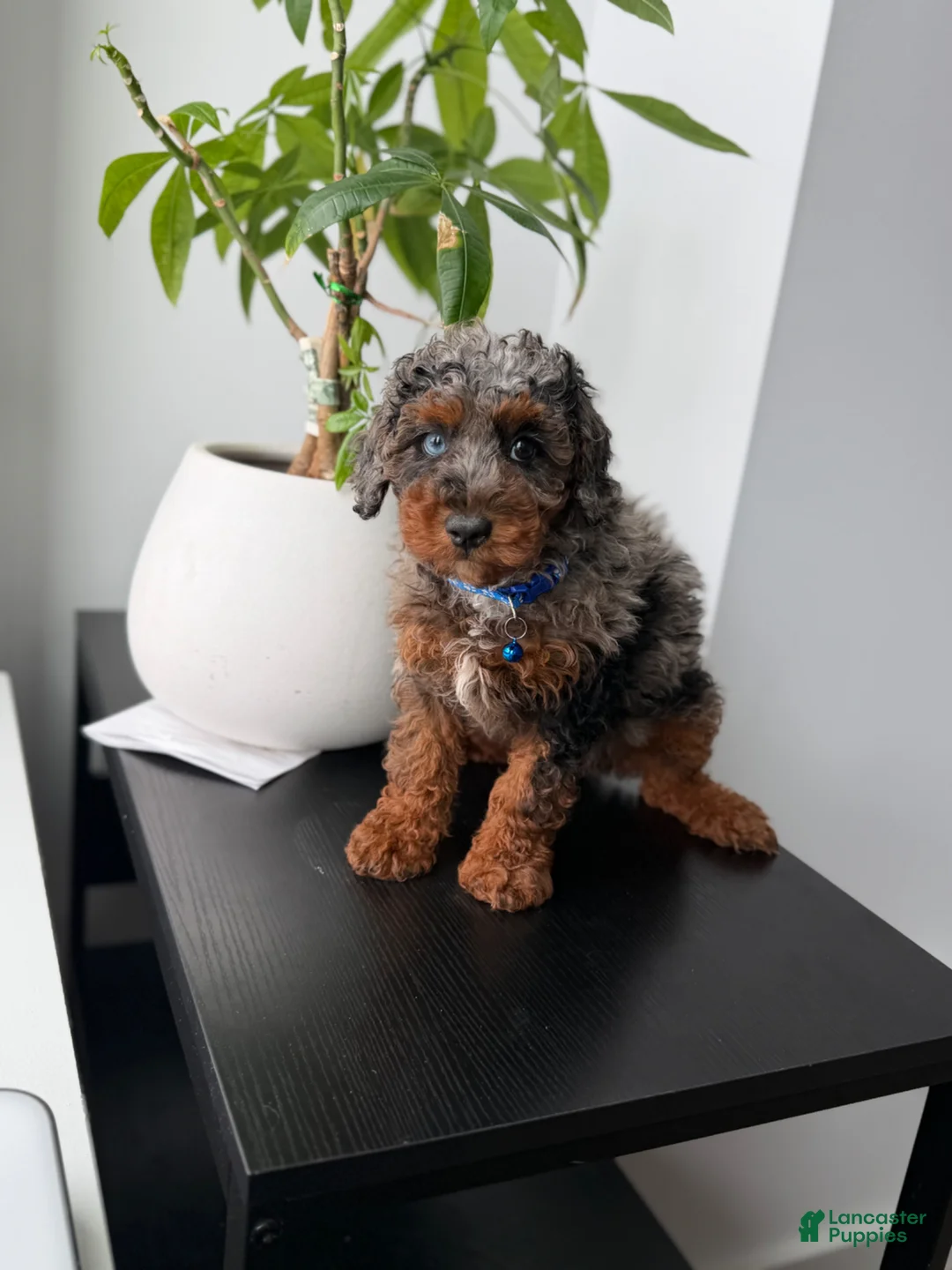 Miniature Poodle dogs for sale: Dylan - Ad 2