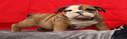 English Bulldog dogs for sale: Kenny - Ad 2