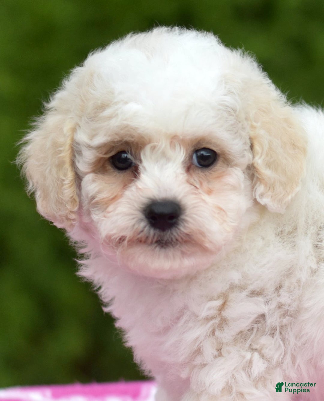 Bichpoo dogs for sale: Fisher - Ad 4