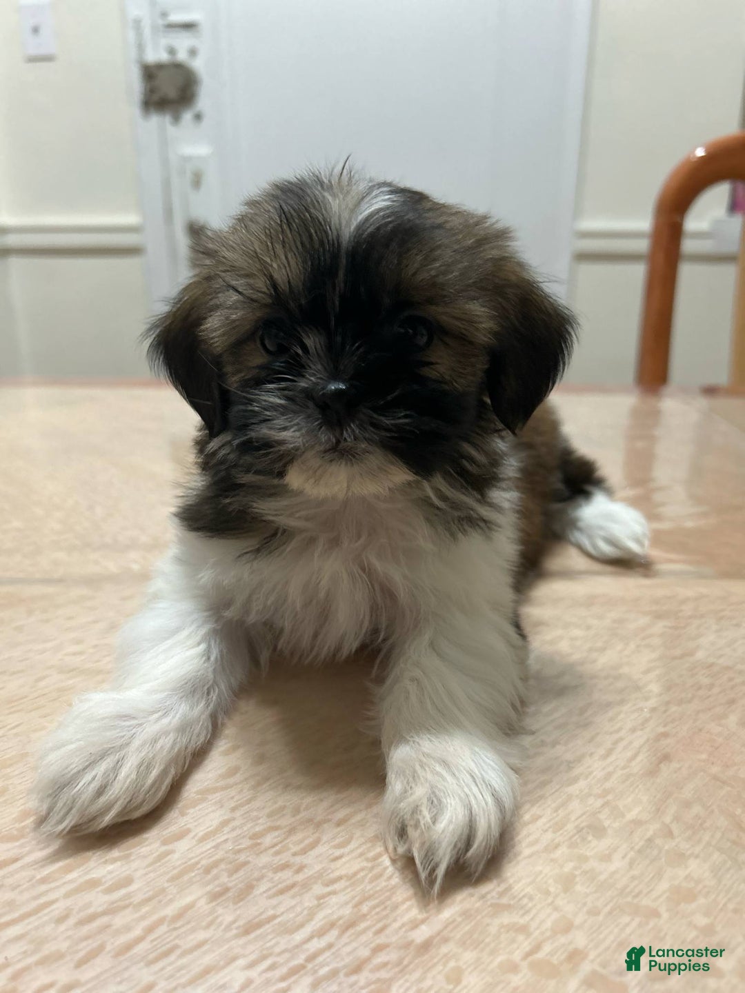 Shih Tzu dogs for sale: Elani - Ad 2