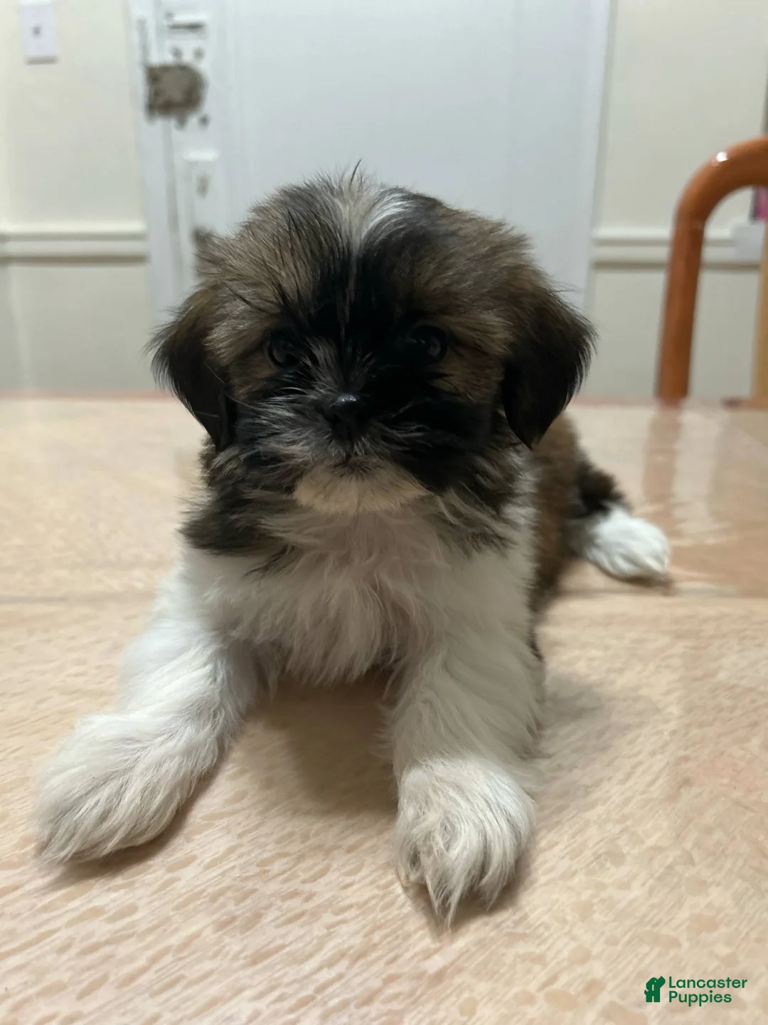 Shih Tzu dogs for sale: Elani - Ad 2