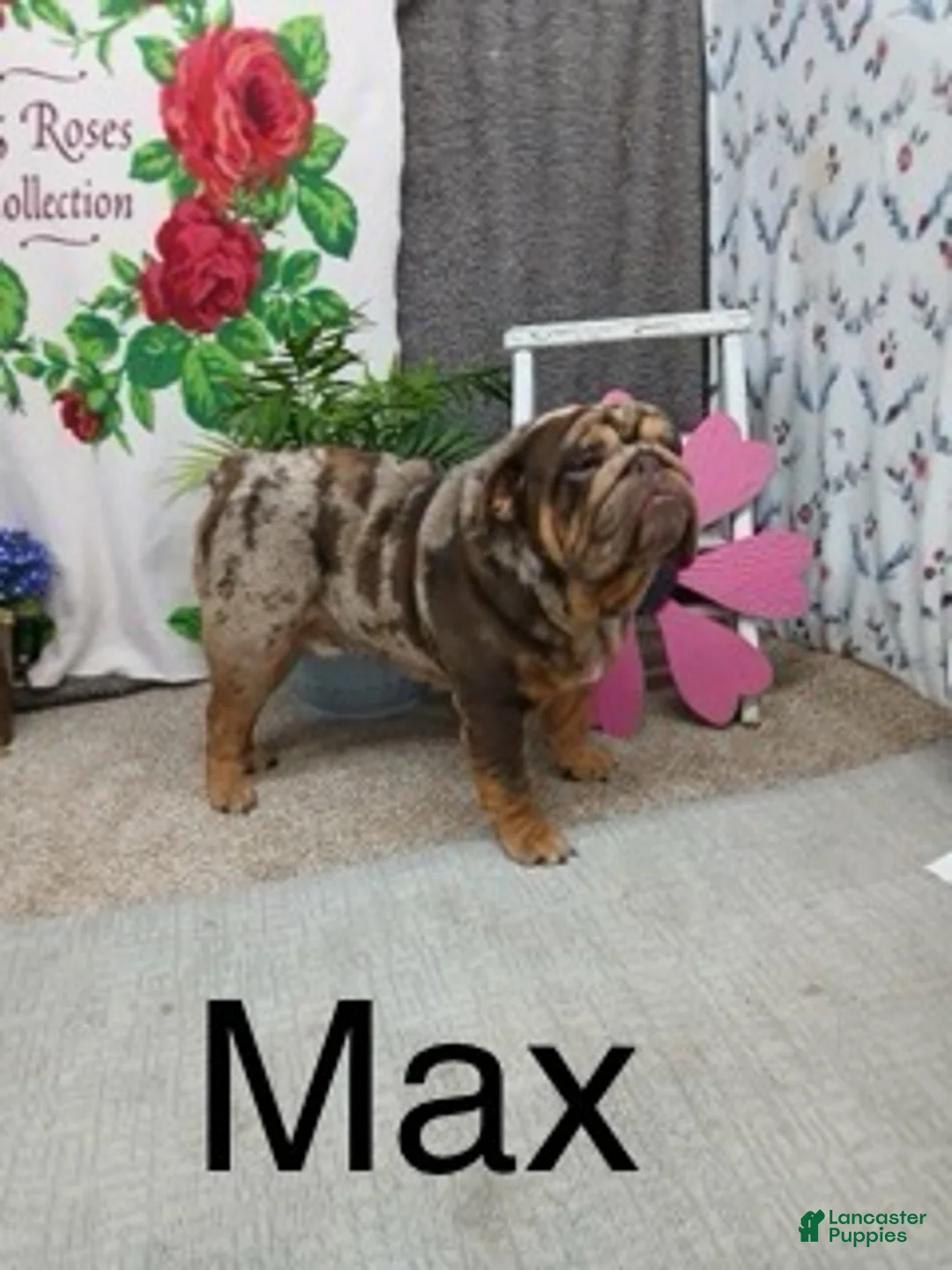 English Bulldog dogs for sale: Zeb - Ad 9