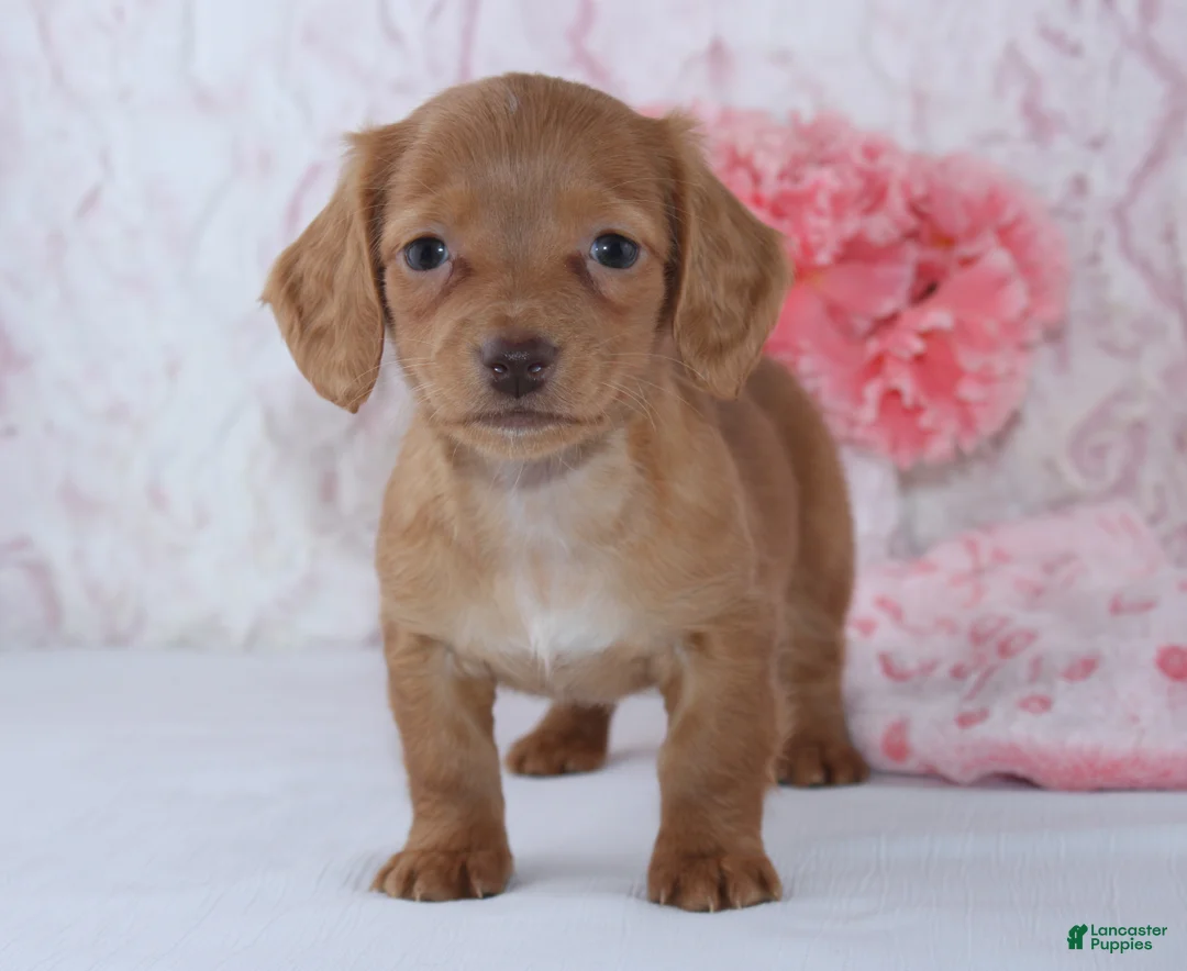 Miniature Dachshund dogs for sale: Brianna - Ad 3