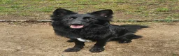 German Shepherd dogs for sale: German Shepherd 1 - Ad 7