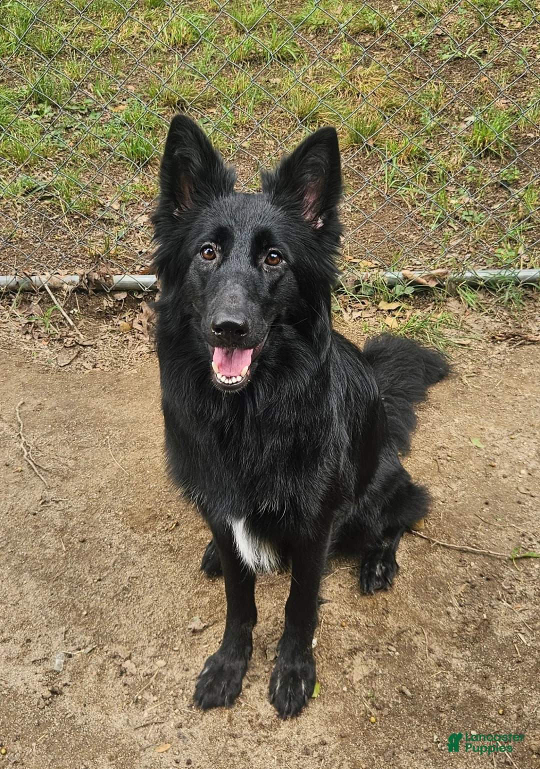 German Shepherd dogs for sale: German Shepherd 1 - Ad 7