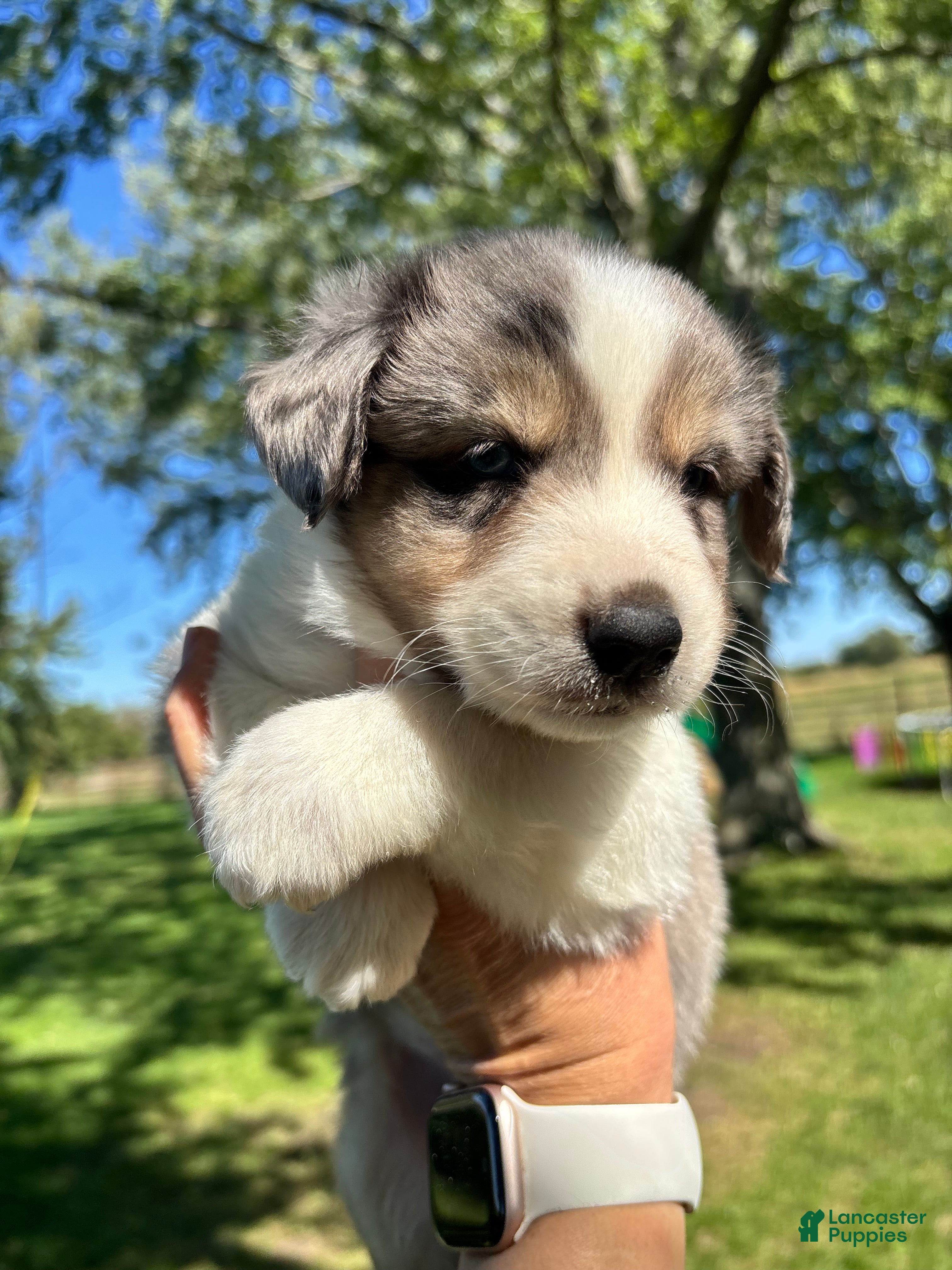 Mini Aussiedoodle dogs Twix - Ad 2