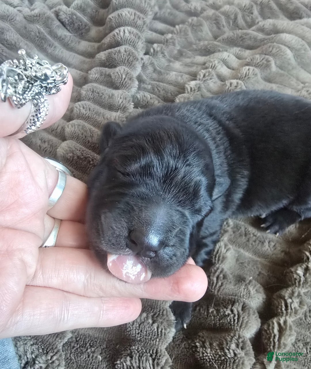 Mixed Breed dogs for sale: Starlight - Ad 10