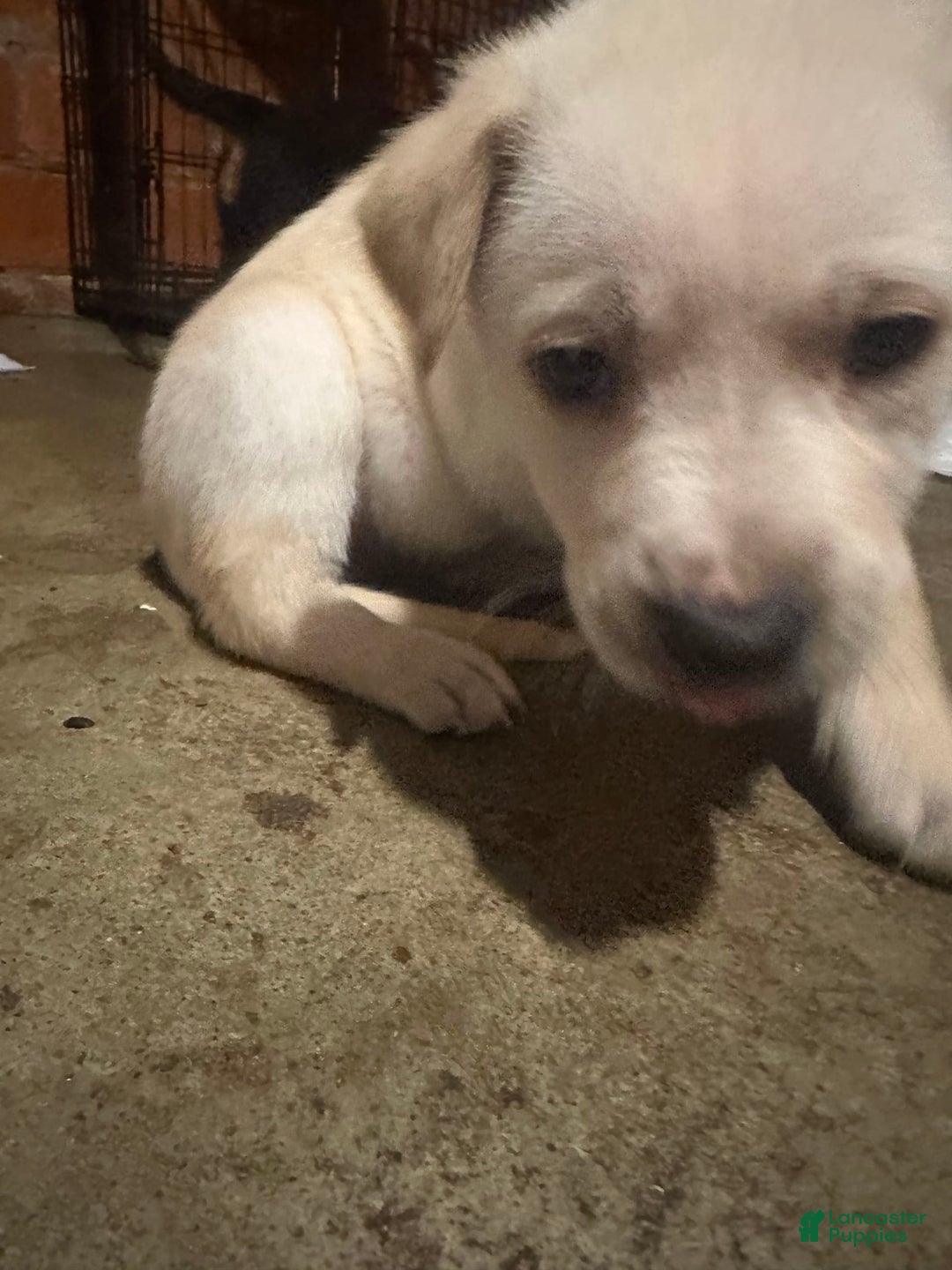 Gallery Image {{count}}