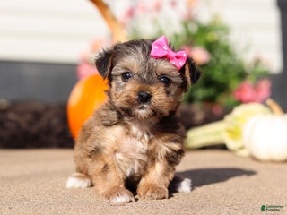 Yorkiepoo dogs - Ad 21