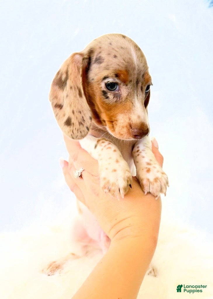Miniature Dachshund dogs AKC Woody - Ad 7