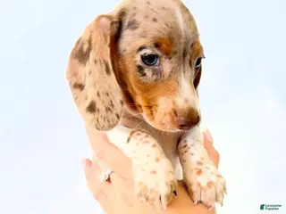 Miniature Dachshund dogs AKC Woody - Ad 9