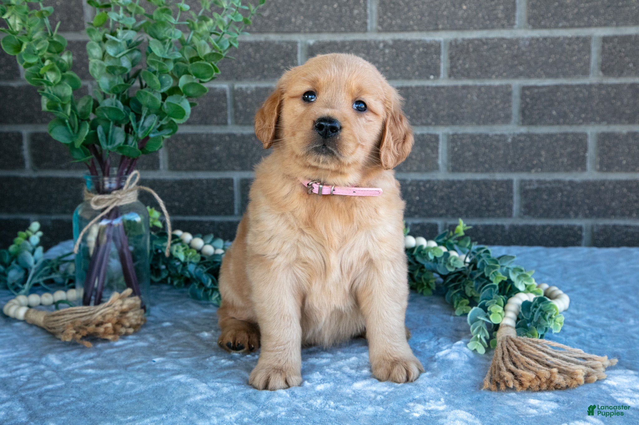 Golden Retriever dogs Petra - Ad 1