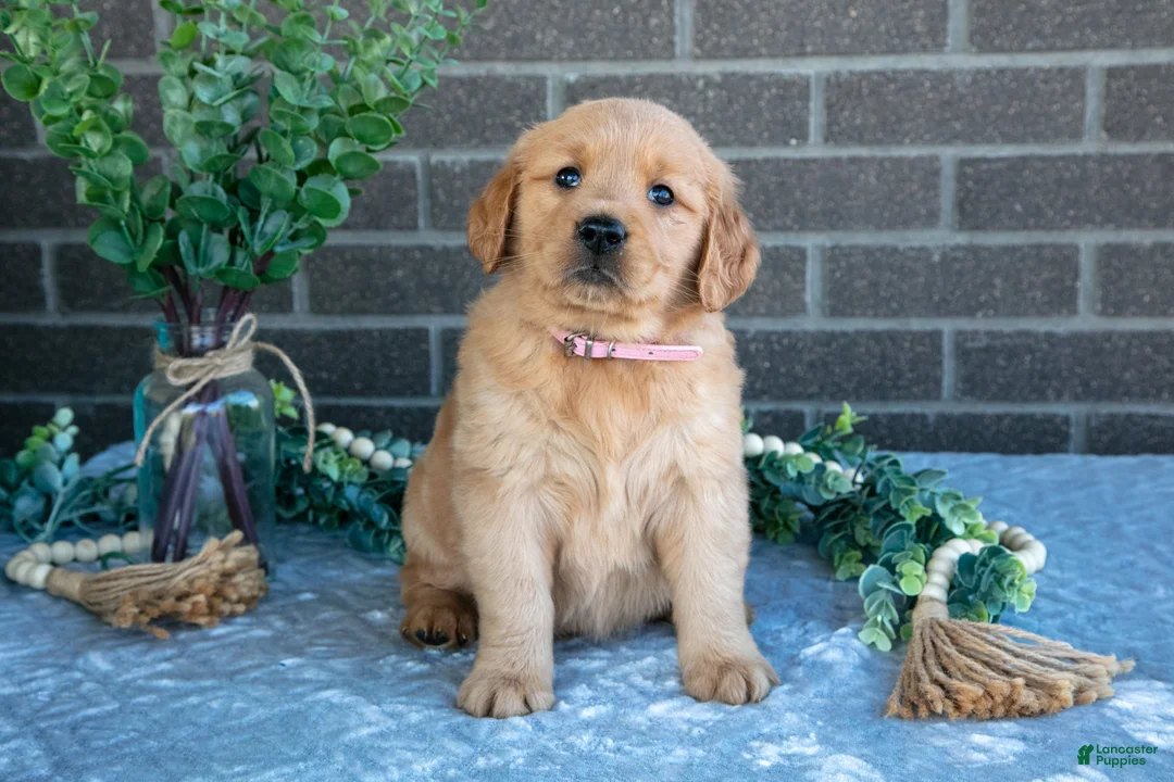 Golden Retriever dogs for sale: Petra - Ad 1