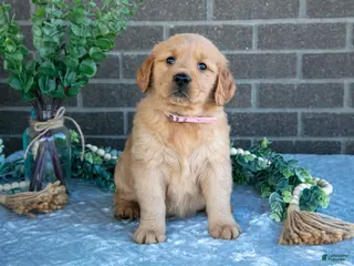Golden Retriever dogs for sale: Petra - Ad 1