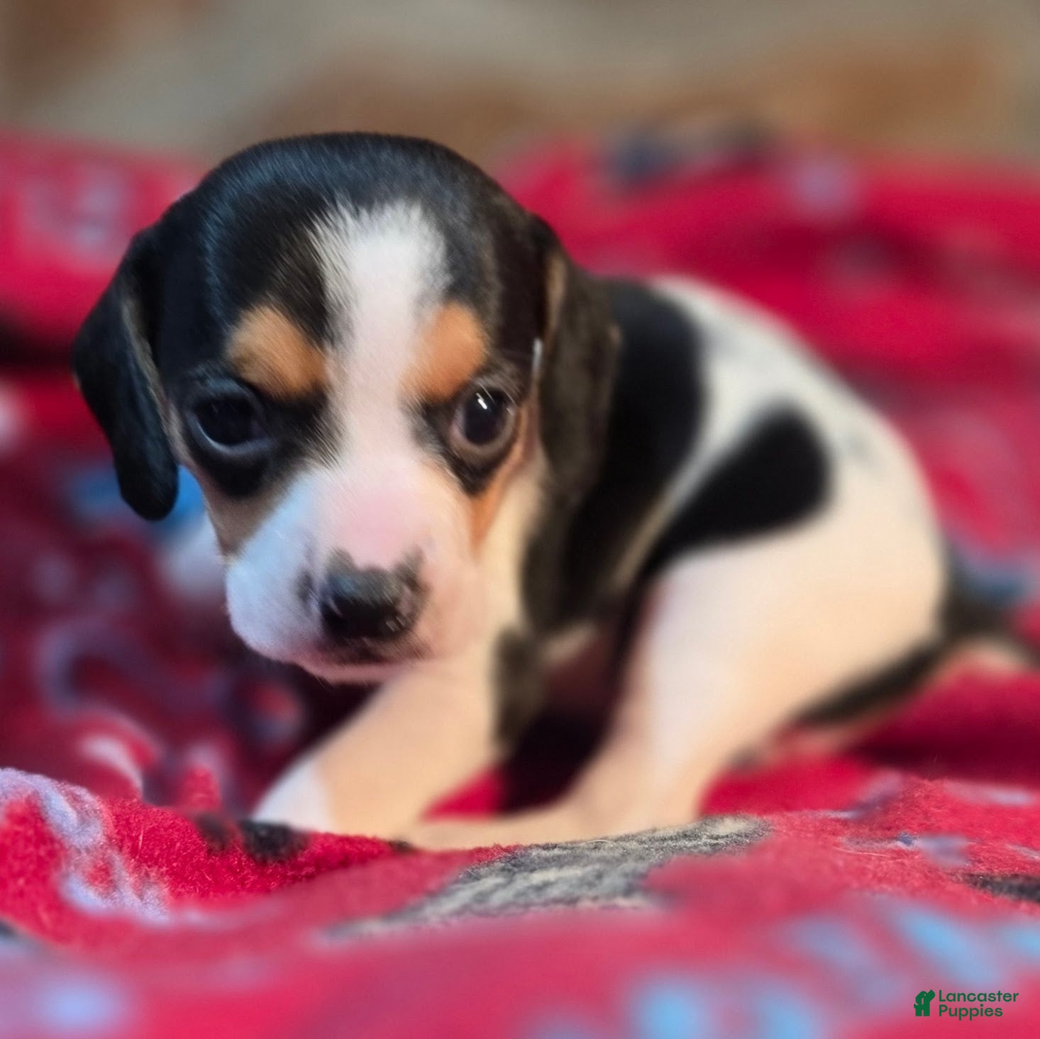 Beagle dogs Basil Queen Elizabeth Pocket Beagle - Ad 10