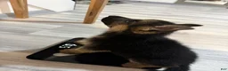 German Shepherd dogs for sale: Max - Ad 4
