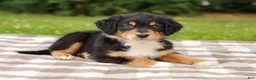 Aussiedoodle dogs for sale: Kimbo Standard Sized - Ad 3