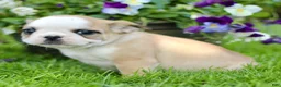 French Bulldog dogs for sale: Raine  - Ad 4