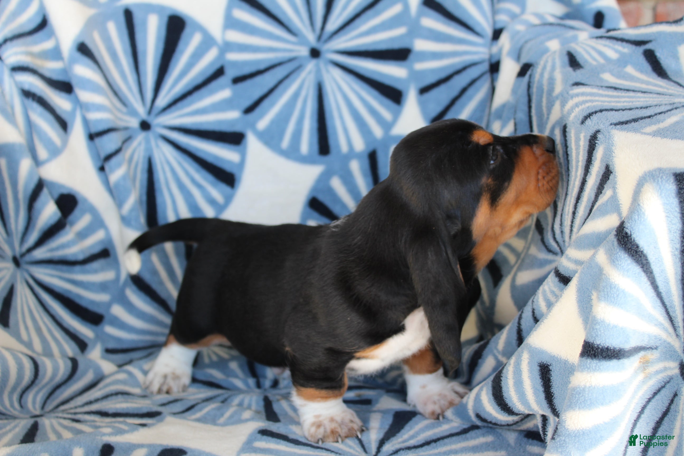 Basset Hound dogs Mr. Socks - Ad 1