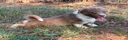 Mixed Breed dogs for sale: Orange collar boy - Ad 5