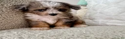 Mini Aussiedoodle dogs for sale: Kenny - Ad 8
