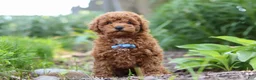 Miniature Poodle dogs for sale: Apollo - Ad 3