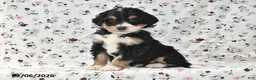 Bernedoodle dogs for sale: Amber - Ad 4