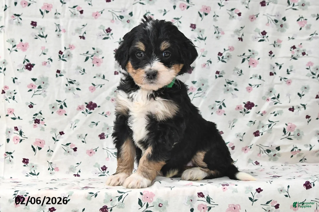 Bernedoodle dogs for sale: Amber - Ad 4