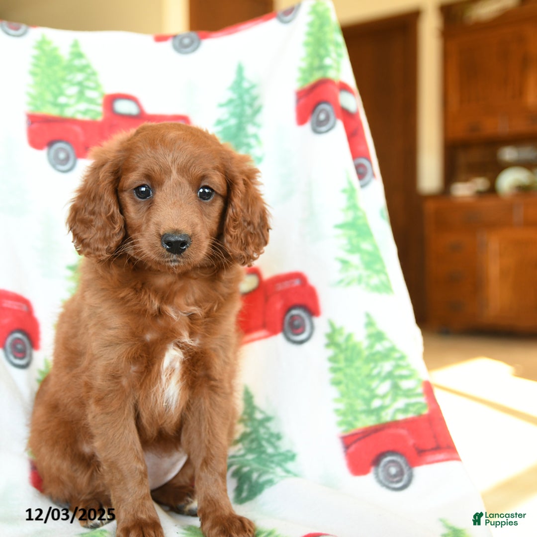 Cavapoo dogs for sale: Cracker - Ad 3