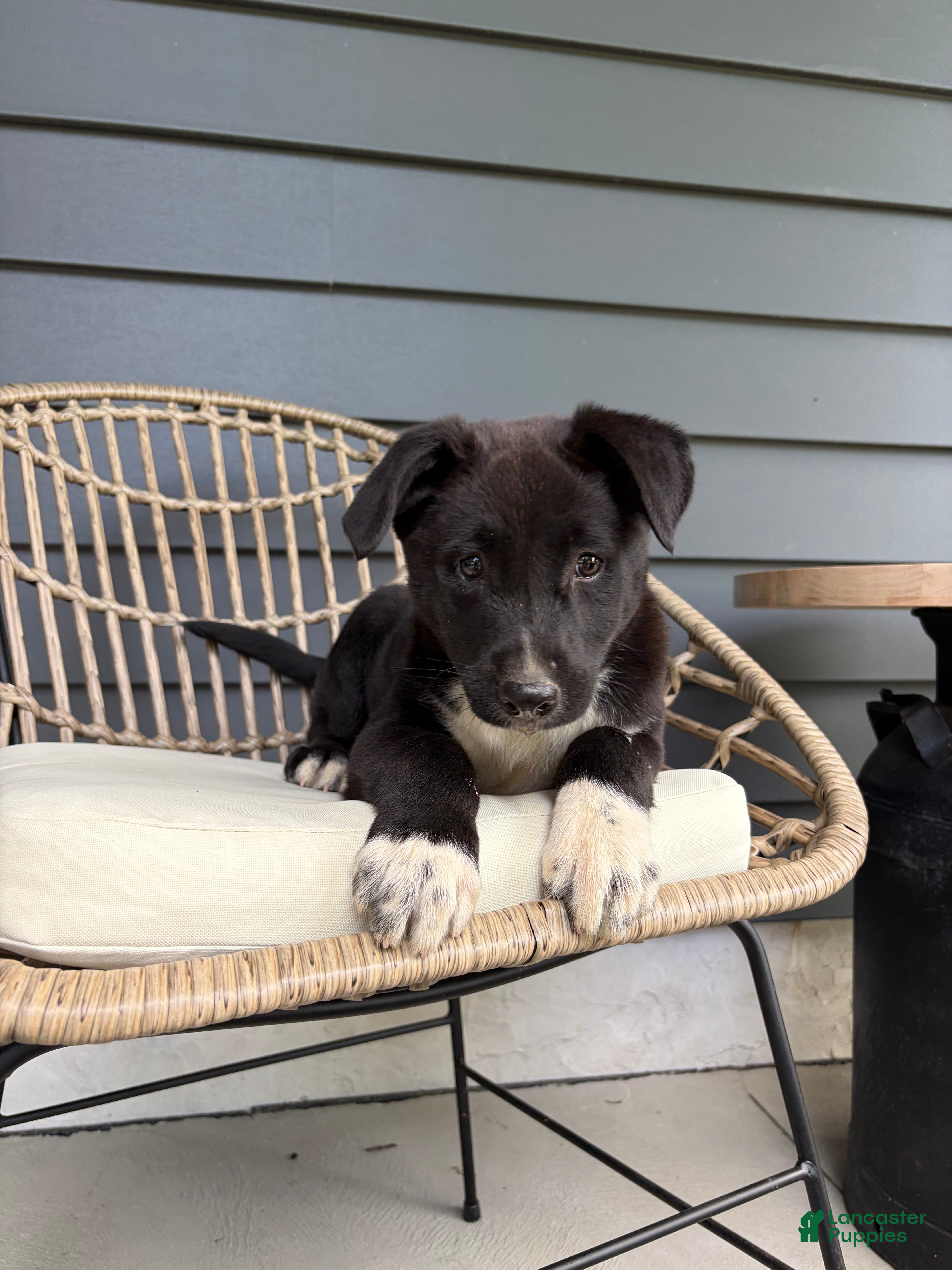 Mixed Breed dogs Mixed Breed Puppy 1 - Ad 1
