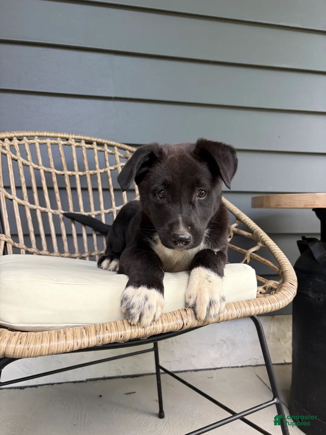 Mixed Breed dogs for sale: Mixed Breed Puppy 1 - Ad 1
