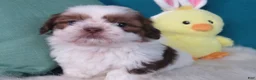 Shih Tzu dogs for sale: Shih Tzu Puppy 1 - Ad 1