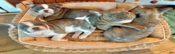 Frenchton dogs for sale: Maya - Ad 9