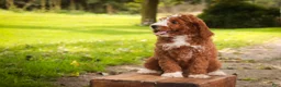 Cavapoo dogs for sale: Blaise Cavapoo  - Ad 7