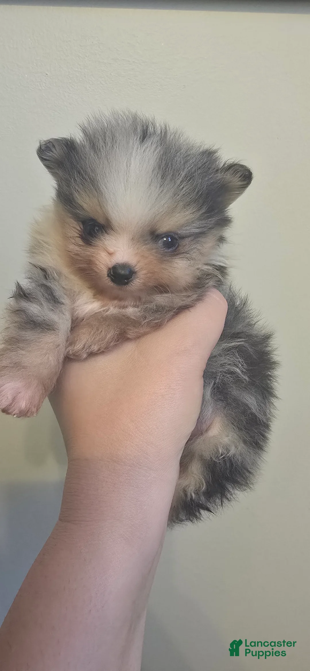 Pomeranian dogs for sale: Small merle boy - Ad 2