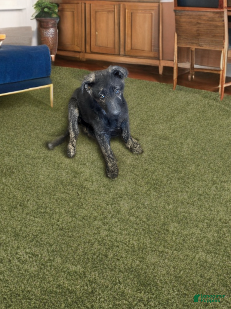 German Shepherd dogs Blue collar - Ad 13